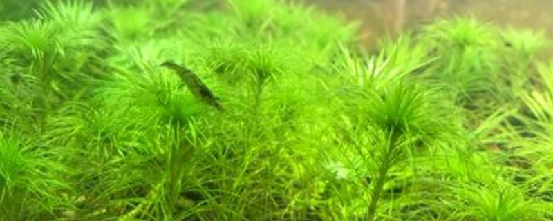 黑壳虾怎么养才不会死,一般怎么捉?怎么培育