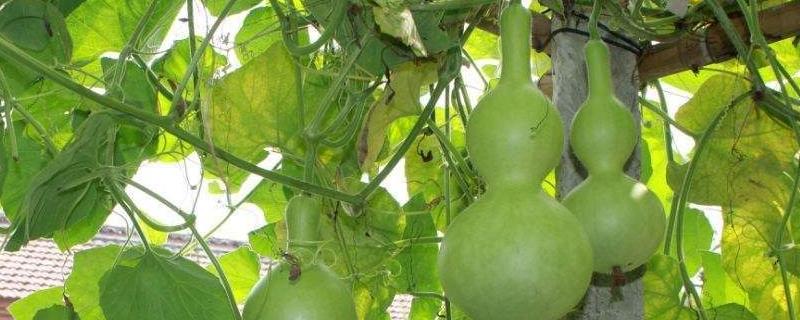 葫芦施肥施什么肥,多久施一次肥