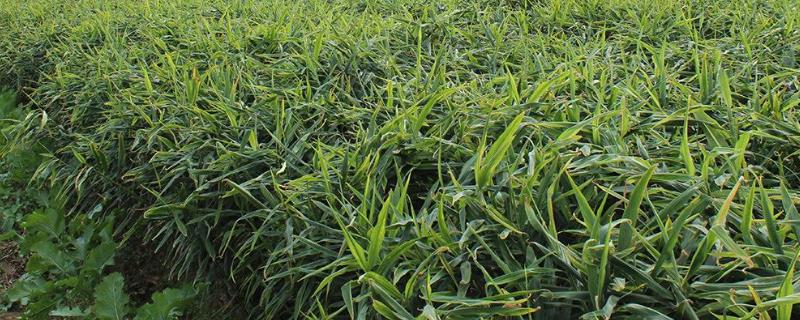 姜叶黄叶枯病打什么药,是什么原因引起的?什么时候防治效果好