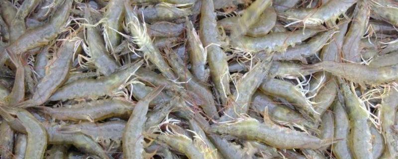 白对虾投料量参照表,附养殖技术及管理