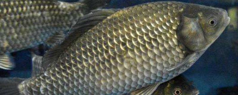 中科5号鲫鱼能不能自己繁殖,一年能长多大