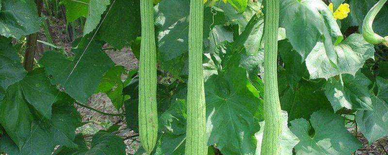 丝瓜病毒病的特效药,附病毒发病条件及传播途径
