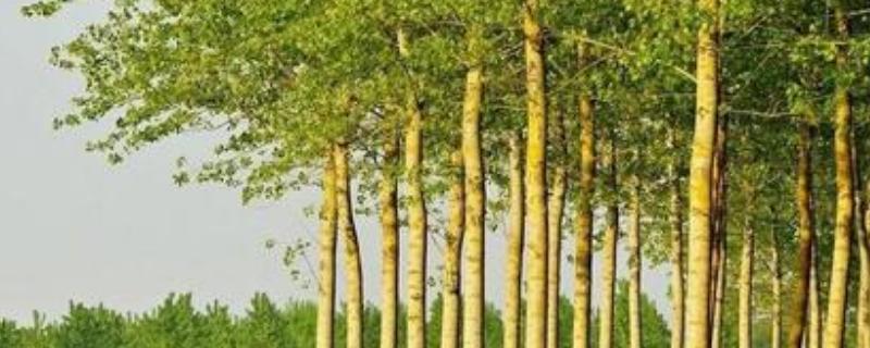 杨树施什么肥长得最快,怎么施肥?需要离树多远