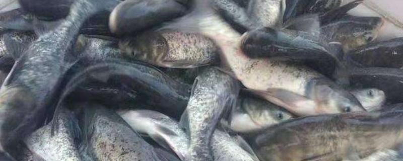 白鲢鱼刺多吗,与花鲢鱼有什么区别