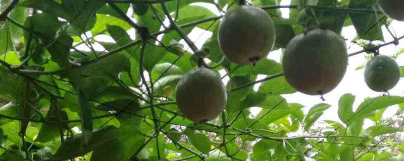 百香果怎样剪枝才高产,修剪时需要注意哪些方面