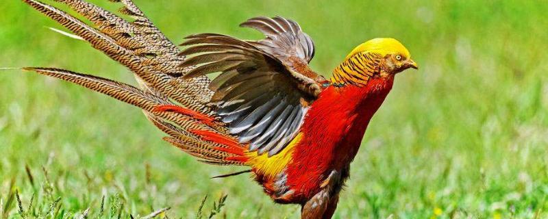 锦鸡会不会飞,附锦鸡的特点和生活习性,如何高效养殖