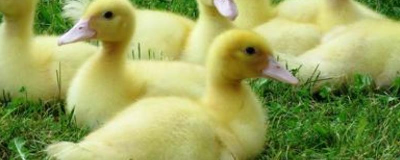 养小鸭子要注意些什么,互相啄毛是怎么回事,需要吃什么药
