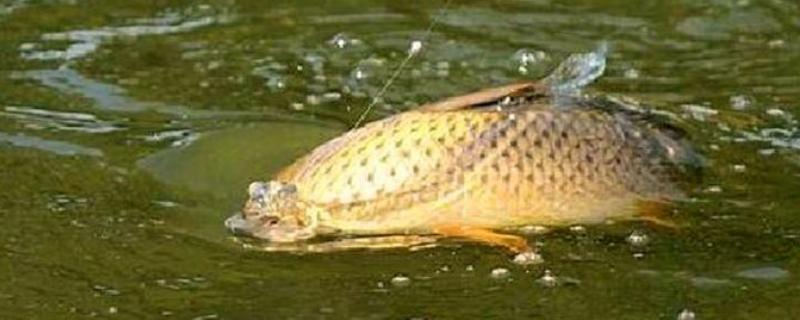 黑坑回锅鱼鲤鱼怎么钓,用什么味的饵料