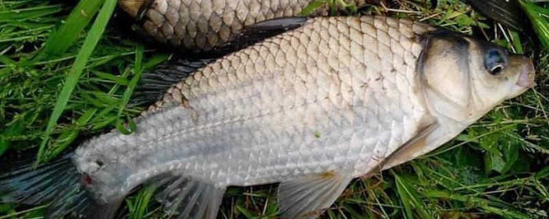 鲫鱼出血病怎么治,附发病症状