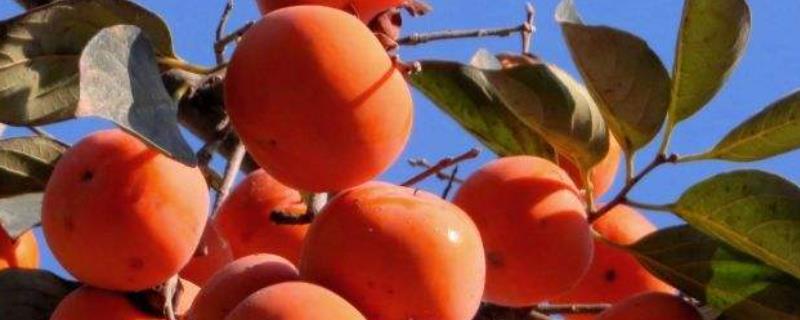 富平柿子幼树修剪技术,什么时候修剪好