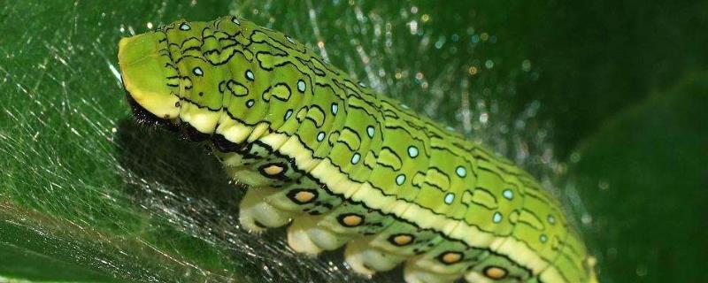 柑橘凤蝶蛹大约多少天羽化,幼虫有毒吗,能摸吗?