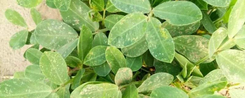 花生病害花生病害图片及防治,哪个品种抗病性好