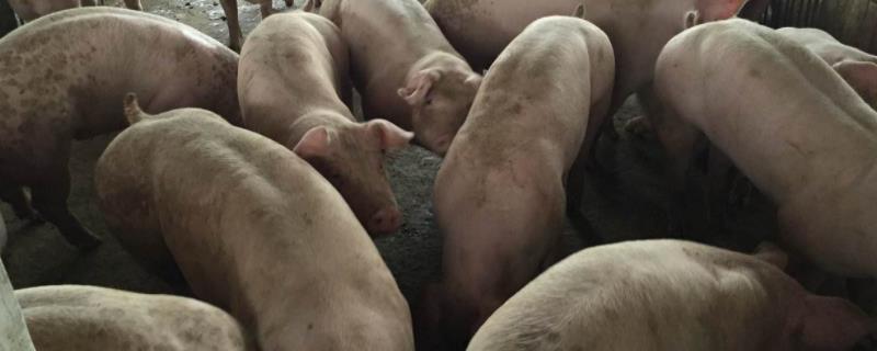 40斤猪打口蹄疫几毫升,打多了会有什么情况