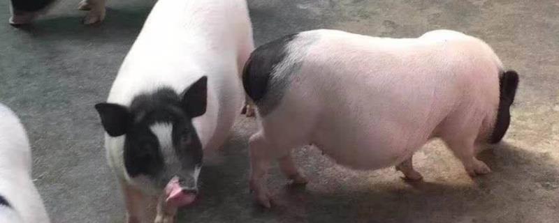 15斤小猪一天吃多少料,一天长几斤