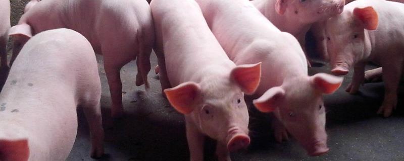 小猪水肿症状是什么样的,用什么药好