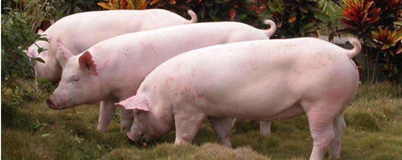 猪39度5烧吗,低烧不吃食怎么办