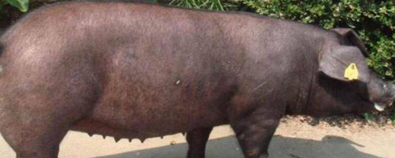 猪副嗜血杆菌病症状及治疗,疫苗一般什么时候打合适