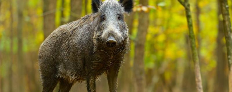 野猪吃什么食物,怎么防止野猪吃庄稼