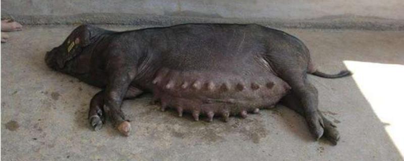 母猪后腿发抖,站立不稳,打磺胺可以吗