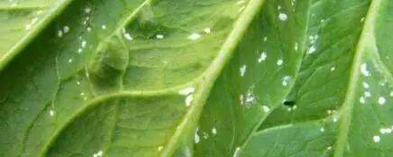 白锈病的最佳防治配方,是什么菌引起的