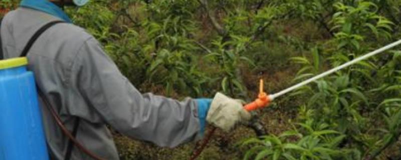 精奎禾灵能除什么草,如何使用?对下茬作物有什么影响