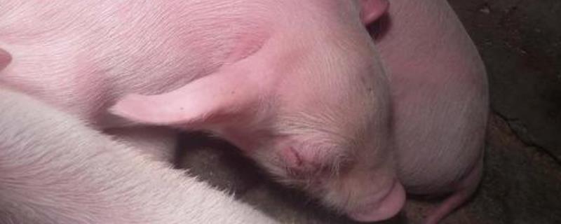 乳猪是普通的猪吗,一般是多大的猪