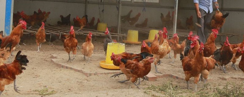 鸡胀嗉不消化土办法,是什么原因导致的