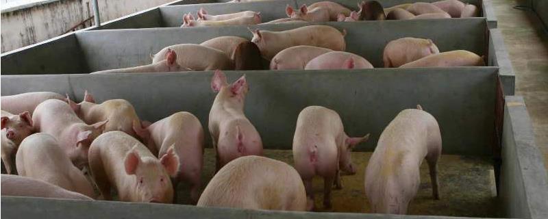 母猪身上起疙瘩是什么原因,如何治疗?身上有出血点是怎么回事,如何治疗