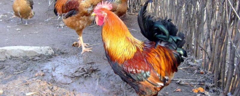 一只鸡多少斤,活鸡一斤杀出来几两