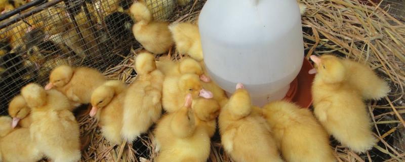 鸭子吃什么东西,可以吃生大米吗?突然不吃食怎么回事呢,用什么药