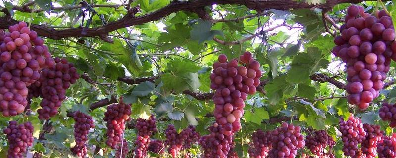 葡萄全年施肥一览表,附施肥注意事项