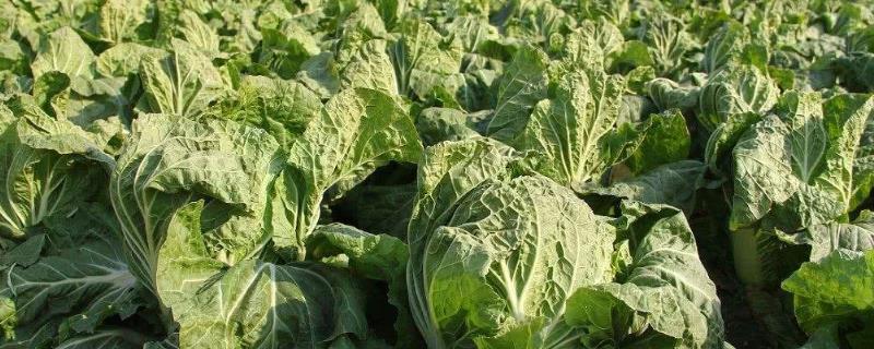 大白菜生长的适宜温度是多少,附常见的病害图谱与防治