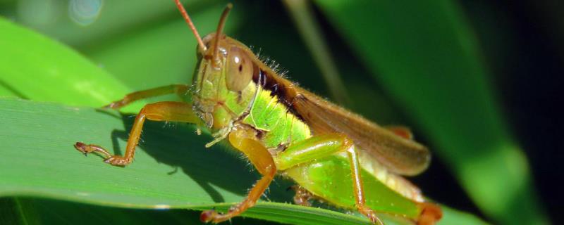 抓来的蚂蚱怎么养,蛐蛐、蝈蝈、蚂蚱、蚱蜢、蝗虫到底怎么区别