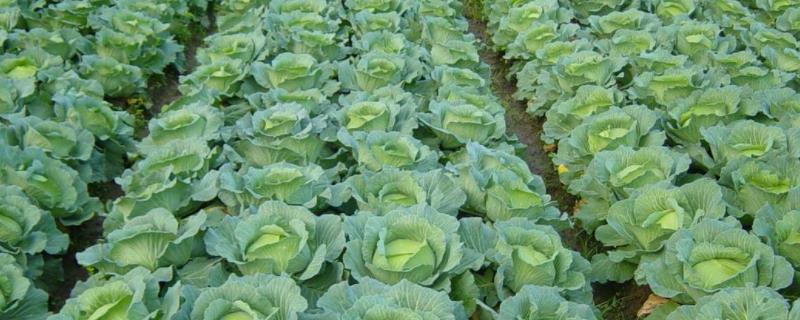 甘蓝病害图片及防治,适合什么时候种植,和包菜有什么区别