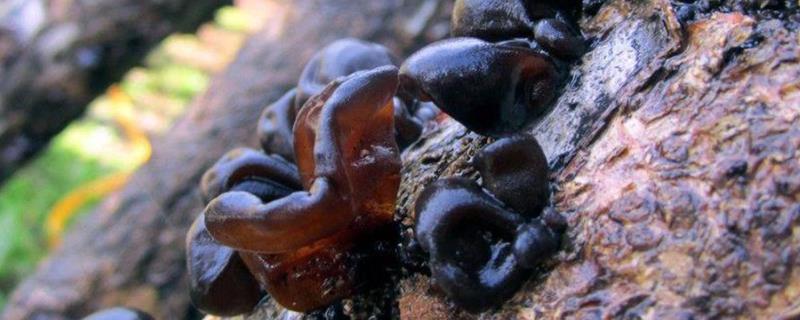 木耳种植技术和成本,需要用到什么木头