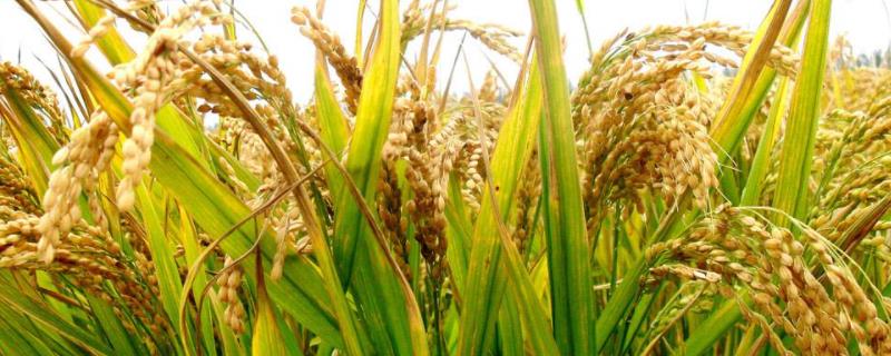 稻杰除草剂使用时间,附使用注意事项