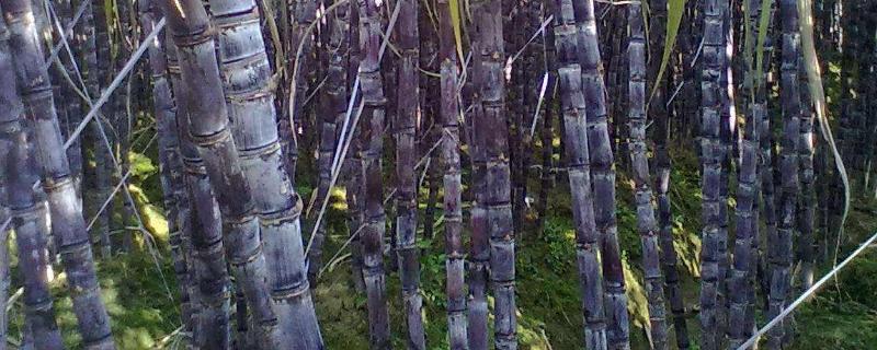 甘蔗种植技术,想让甘蔗长高长粗用什么药