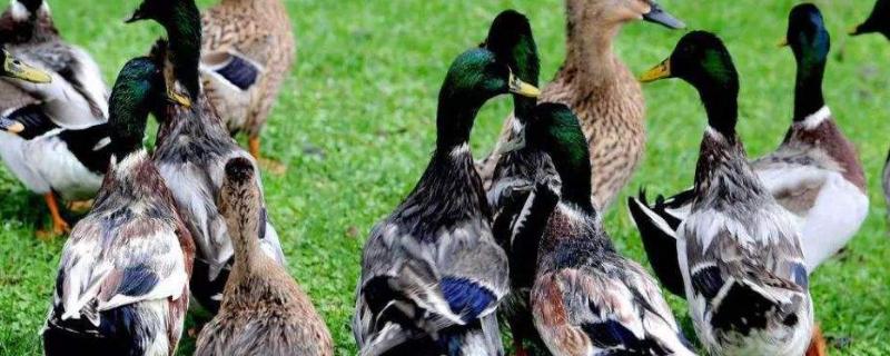 鸭的寿命一般是多少年,有什么特点