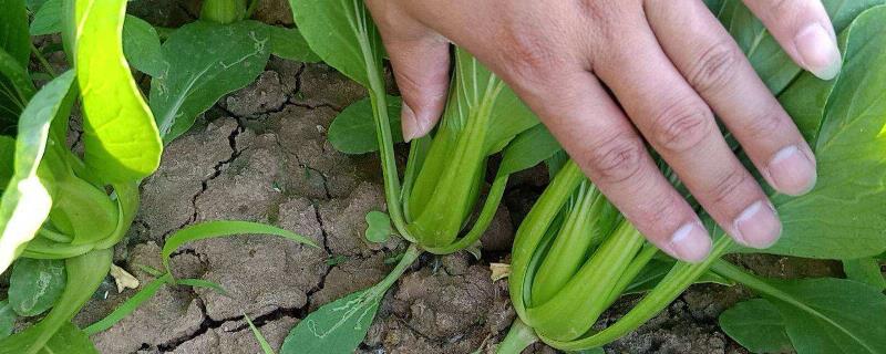 直播油菜什么时间播种，播种期是多久？应把握好哪些技术