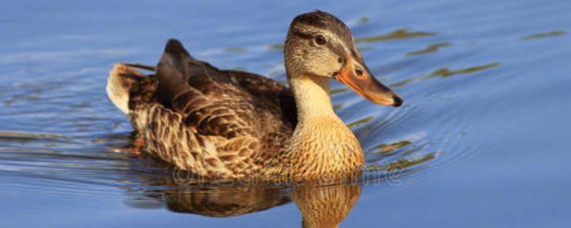 野鸭是保护动物吗,和家鸭的区别在哪