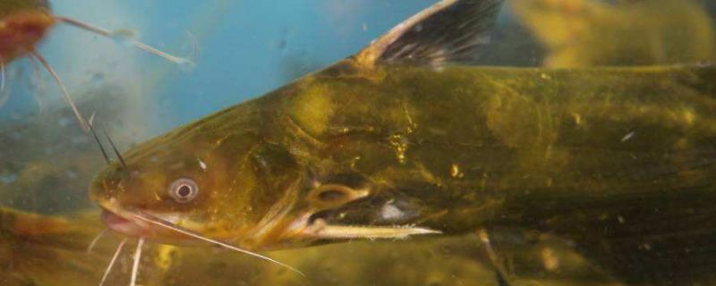 昂刺鱼有毒的黑线在哪，如何鉴别野生昂刺鱼