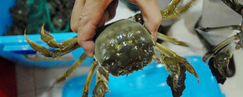 螃蟹快速死的办法,死了多久的螃蟹不能吃