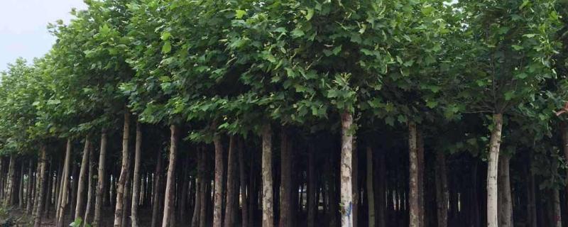 法桐树病虫害的防治,和梧桐树有什么不同