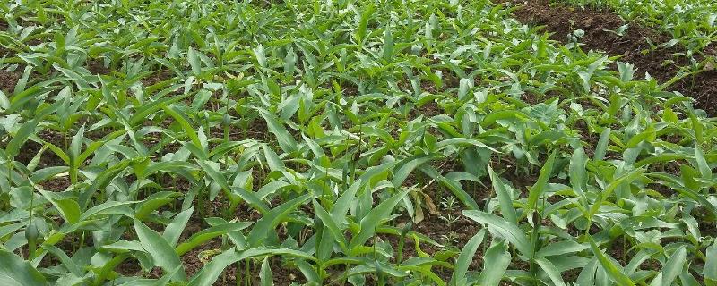 用什么肥料能让半夏长得壮,野生半夏一般长在什么地方