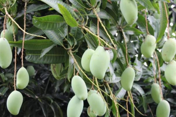 春末夏初的果树有哪些