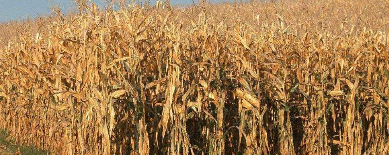 秸秆怎么处理，秸秆还田的好处与坏处