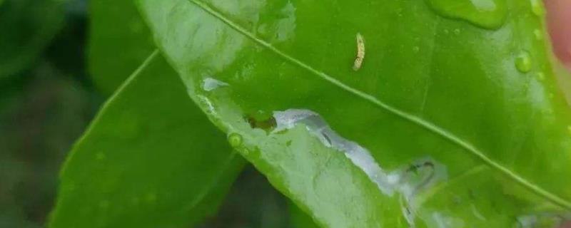 杀潜叶蛾用什么药最快，什么时候防治效果好