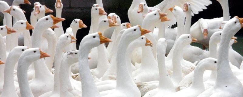 鹅身上的细毛怎么去除,怎样杀鹅才没有细毛