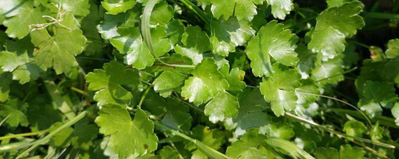 鹅不食是什么草，与石胡荽有什么区别