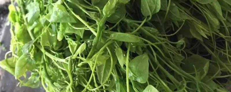 龙须菜是什么瓜苗，它是如何繁殖的